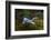 A Grey heron, Ardea cinerea, in flight. Kenya, Africa.-Sergio Pitamitz-Framed Photographic Print