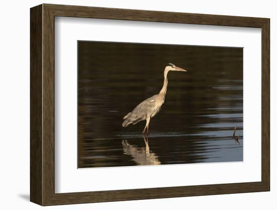 A grey heron (Ardea cinerea) in the River Khwai, Botswana, Africa-Sergio Pitamitz-Framed Photographic Print