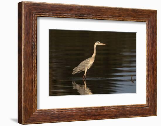 A grey heron (Ardea cinerea) in the River Khwai, Botswana, Africa-Sergio Pitamitz-Framed Photographic Print