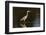 A grey heron (Ardea cinerea) in the River Khwai, Botswana, Africa-Sergio Pitamitz-Framed Photographic Print