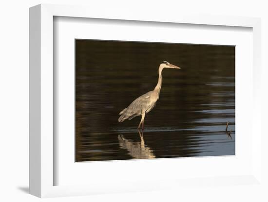 A grey heron (Ardea cinerea) in the River Khwai, Botswana, Africa-Sergio Pitamitz-Framed Photographic Print