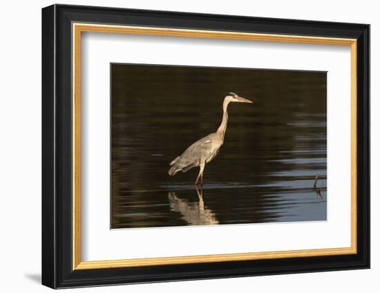 A grey heron (Ardea cinerea) in the River Khwai, Botswana, Africa-Sergio Pitamitz-Framed Photographic Print