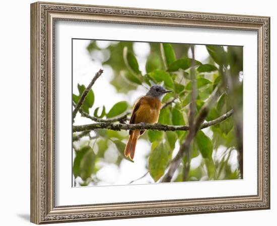 A Grey-Hooded Attila, Attila Rufus, in Ubatuba, Brazil-Alex Saberi-Framed Photographic Print