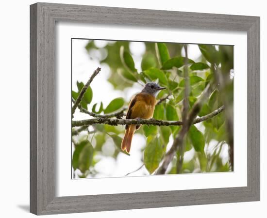 A Grey-Hooded Attila, Attila Rufus, in Ubatuba, Brazil-Alex Saberi-Framed Photographic Print