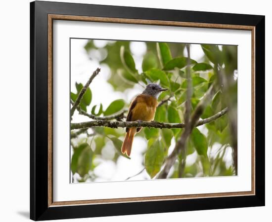 A Grey-Hooded Attila, Attila Rufus, in Ubatuba, Brazil-Alex Saberi-Framed Photographic Print