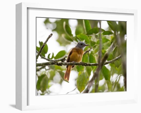 A Grey-Hooded Attila, Attila Rufus, in Ubatuba, Brazil-Alex Saberi-Framed Photographic Print