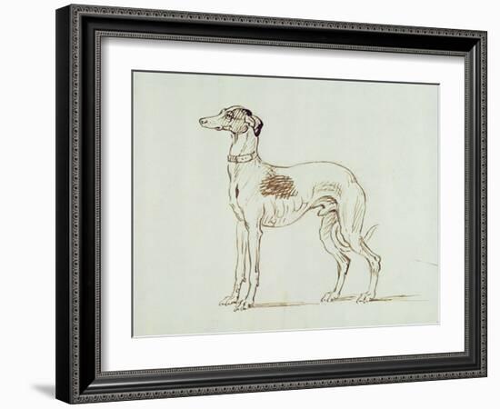 A Greyhound, Facing Left (Pen and Ink on Paper)-James Seymour-Framed Giclee Print