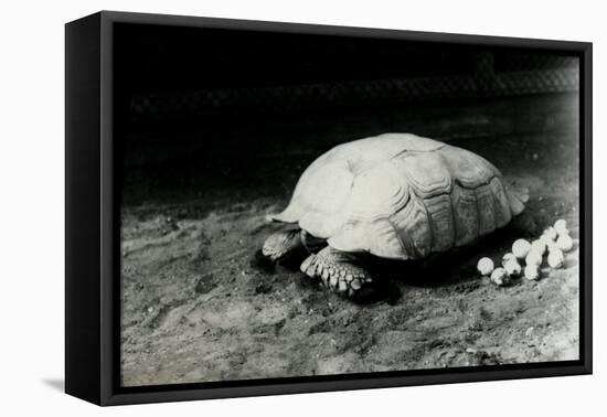 A Grooved or African Spurred Tortoise with Her Eggs at London Zoo, July 1922-Frederick William Bond-Framed Premier Image Canvas