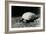 A Grooved or African Spurred Tortoise with Her Eggs at London Zoo, July 1922-Frederick William Bond-Framed Photographic Print
