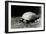 A Grooved or African Spurred Tortoise with Her Eggs at London Zoo, July 1922-Frederick William Bond-Framed Photographic Print