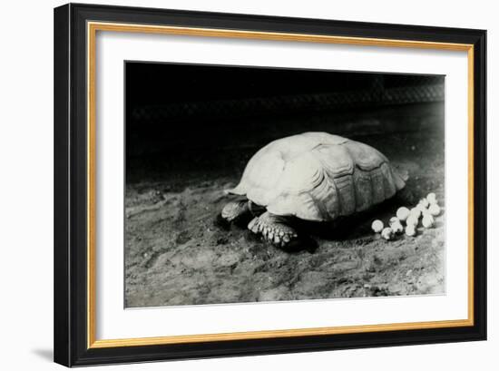 A Grooved or African Spurred Tortoise with Her Eggs at London Zoo, July 1922-Frederick William Bond-Framed Photographic Print