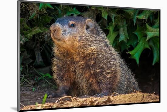 A Groundhog (Marmota Monax) under a Holly Bush. Raleigh, North Carolina.-samray-Mounted Photographic Print