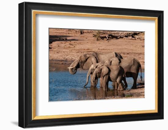 A group of African elephants drinking. Chobe National Park, Kasane, Botswana.-Sergio Pitamitz-Framed Photographic Print