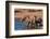 A group of African elephants drinking. Chobe National Park, Kasane, Botswana.-Sergio Pitamitz-Framed Photographic Print