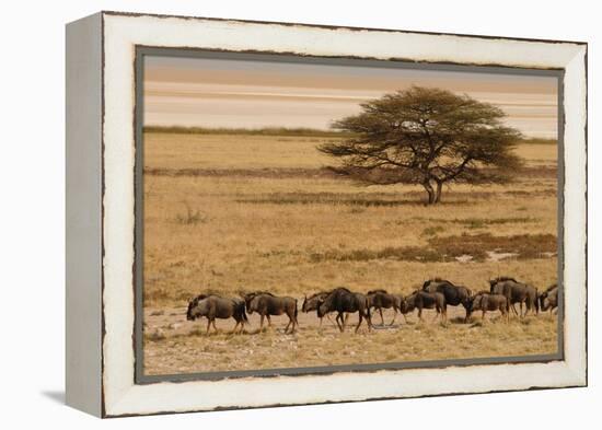 A group of antelopes at the heart of Etosha National Park, Namibia, Africa-Michal Szafarczyk-Framed Premier Image Canvas