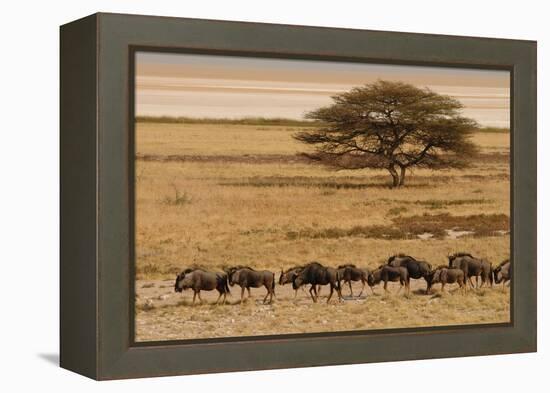 A group of antelopes at the heart of Etosha National Park, Namibia, Africa-Michal Szafarczyk-Framed Premier Image Canvas