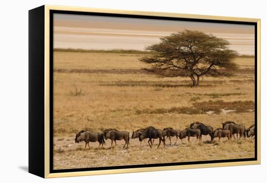 A group of antelopes at the heart of Etosha National Park, Namibia, Africa-Michal Szafarczyk-Framed Premier Image Canvas