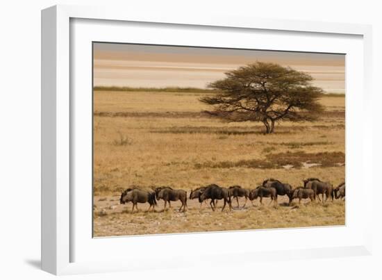 A group of antelopes at the heart of Etosha National Park, Namibia, Africa-Michal Szafarczyk-Framed Photographic Print