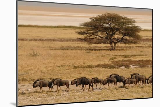 A group of antelopes at the heart of Etosha National Park, Namibia, Africa-Michal Szafarczyk-Mounted Photographic Print