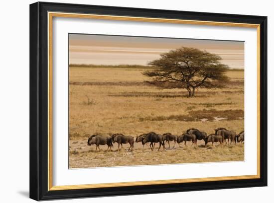 A group of antelopes at the heart of Etosha National Park, Namibia, Africa-Michal Szafarczyk-Framed Photographic Print