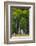 A Group of Aspens at the Beginning of the Fall Season-John Alves-Framed Photographic Print