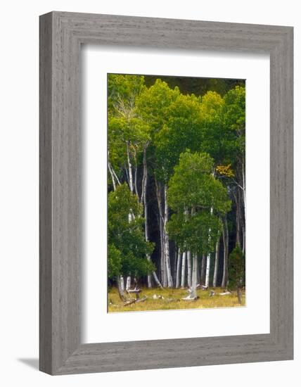 A Group of Aspens at the Beginning of the Fall Season-John Alves-Framed Photographic Print