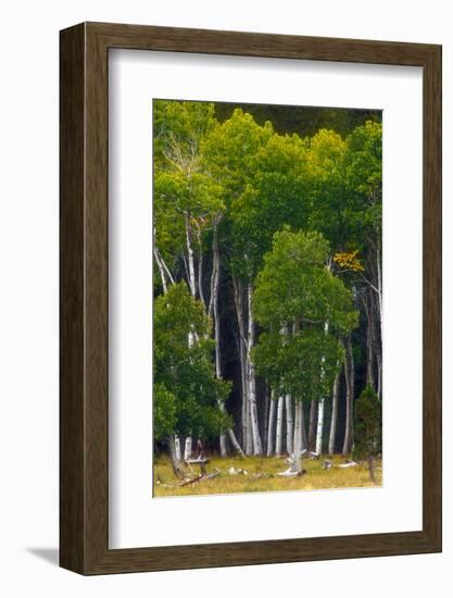 A Group of Aspens at the Beginning of the Fall Season-John Alves-Framed Photographic Print