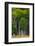 A Group of Aspens at the Beginning of the Fall Season-John Alves-Framed Photographic Print