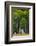 A Group of Aspens at the Beginning of the Fall Season-John Alves-Framed Photographic Print