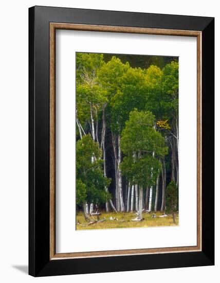 A Group of Aspens at the Beginning of the Fall Season-John Alves-Framed Photographic Print