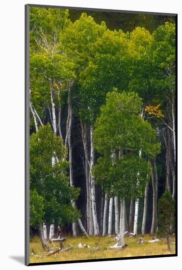 A Group of Aspens at the Beginning of the Fall Season-John Alves-Mounted Photographic Print