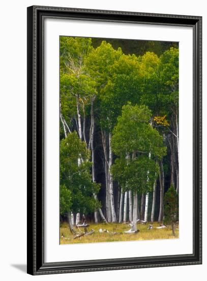 A Group of Aspens at the Beginning of the Fall Season-John Alves-Framed Photographic Print