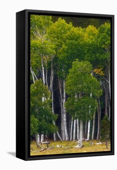 A Group of Aspens at the Beginning of the Fall Season-John Alves-Framed Premier Image Canvas