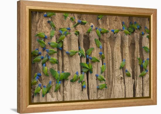 A group of blue-headed parrots cling to clay cliffs, Peru, Amazon Basin.-Art Wolfe-Framed Premier Image Canvas