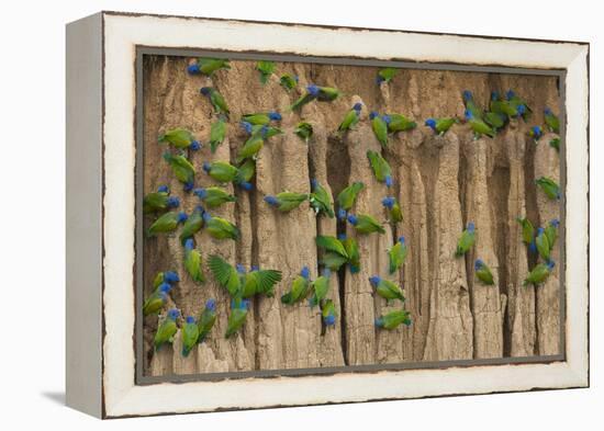 A group of blue-headed parrots cling to clay cliffs, Peru, Amazon Basin.-Art Wolfe-Framed Premier Image Canvas