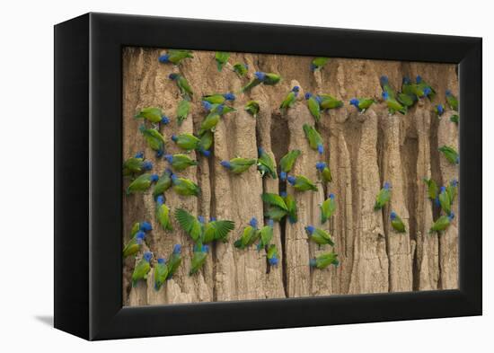 A group of blue-headed parrots cling to clay cliffs, Peru, Amazon Basin.-Art Wolfe-Framed Premier Image Canvas