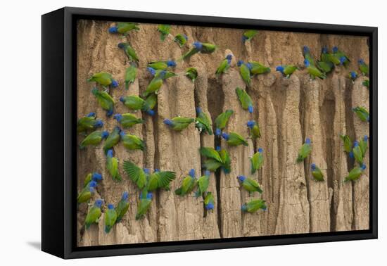 A group of blue-headed parrots cling to clay cliffs, Peru, Amazon Basin.-Art Wolfe-Framed Premier Image Canvas