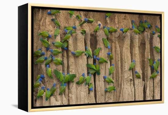 A group of blue-headed parrots cling to clay cliffs, Peru, Amazon Basin.-Art Wolfe-Framed Premier Image Canvas