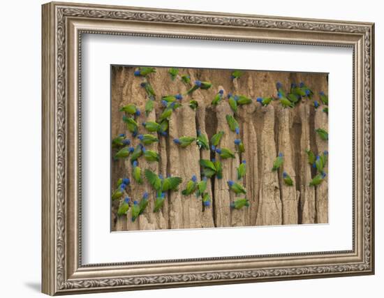 A group of blue-headed parrots cling to clay cliffs, Peru, Amazon Basin.-Art Wolfe-Framed Photographic Print