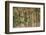 A group of blue-headed parrots cling to clay cliffs, Peru, Amazon Basin.-Art Wolfe-Framed Photographic Print