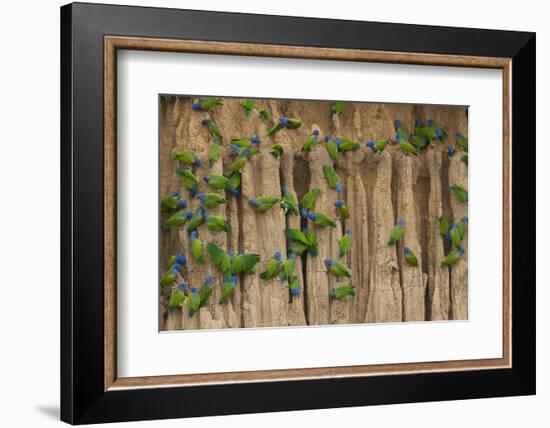 A group of blue-headed parrots cling to clay cliffs, Peru, Amazon Basin.-Art Wolfe-Framed Photographic Print