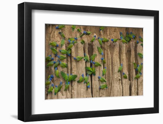 A group of blue-headed parrots cling to clay cliffs, Peru, Amazon Basin.-Art Wolfe-Framed Photographic Print