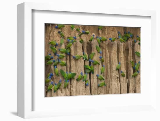 A group of blue-headed parrots cling to clay cliffs, Peru, Amazon Basin.-Art Wolfe-Framed Photographic Print