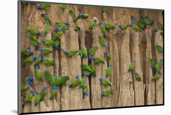 A group of blue-headed parrots cling to clay cliffs, Peru, Amazon Basin.-Art Wolfe-Mounted Photographic Print