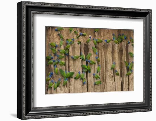 A group of blue-headed parrots cling to clay cliffs, Peru, Amazon Basin.-Art Wolfe-Framed Photographic Print