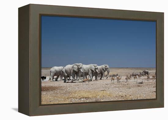 A Group of Bull Elephants, Springbok and Oryx at a Watering Hole-Alex Saberi-Framed Premier Image Canvas
