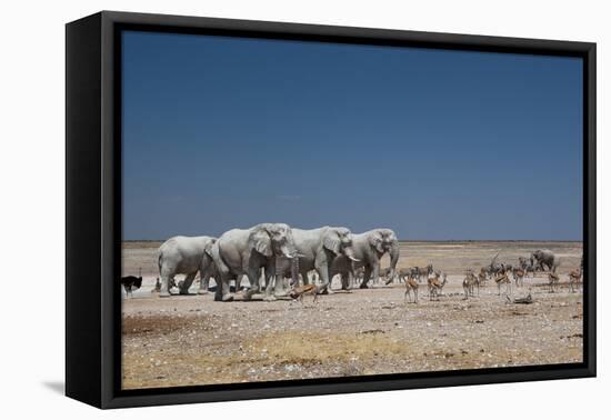 A Group of Bull Elephants, Springbok and Oryx at a Watering Hole-Alex Saberi-Framed Premier Image Canvas