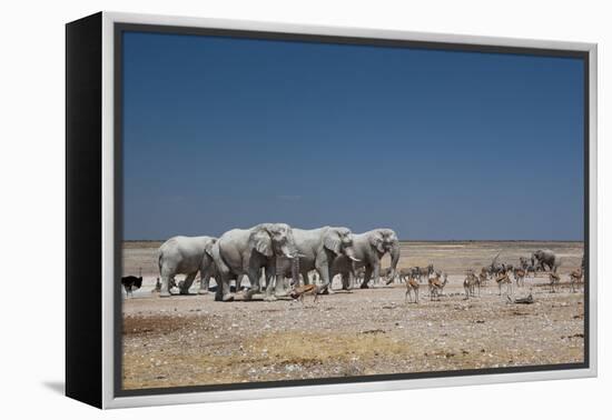 A Group of Bull Elephants, Springbok and Oryx at a Watering Hole-Alex Saberi-Framed Premier Image Canvas