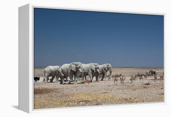 A Group of Bull Elephants, Springbok and Oryx at a Watering Hole-Alex Saberi-Framed Premier Image Canvas