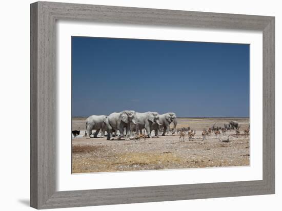 A Group of Bull Elephants, Springbok and Oryx at a Watering Hole-Alex Saberi-Framed Photographic Print